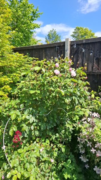 Lynton Avenue Gardens